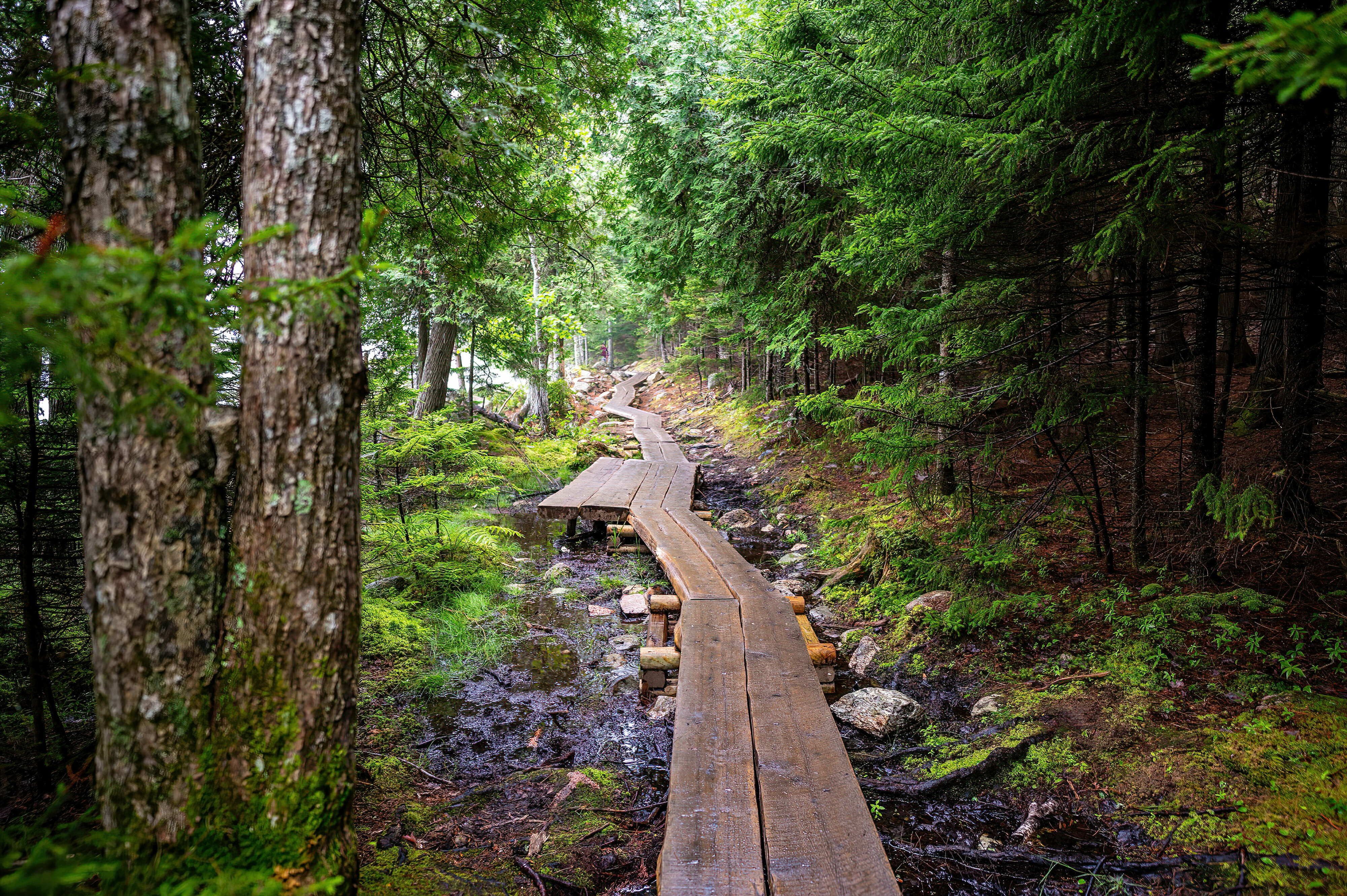Elevated boardwalk path along western edge of Jordan Pond in Acadia National Park, Maine, USA
